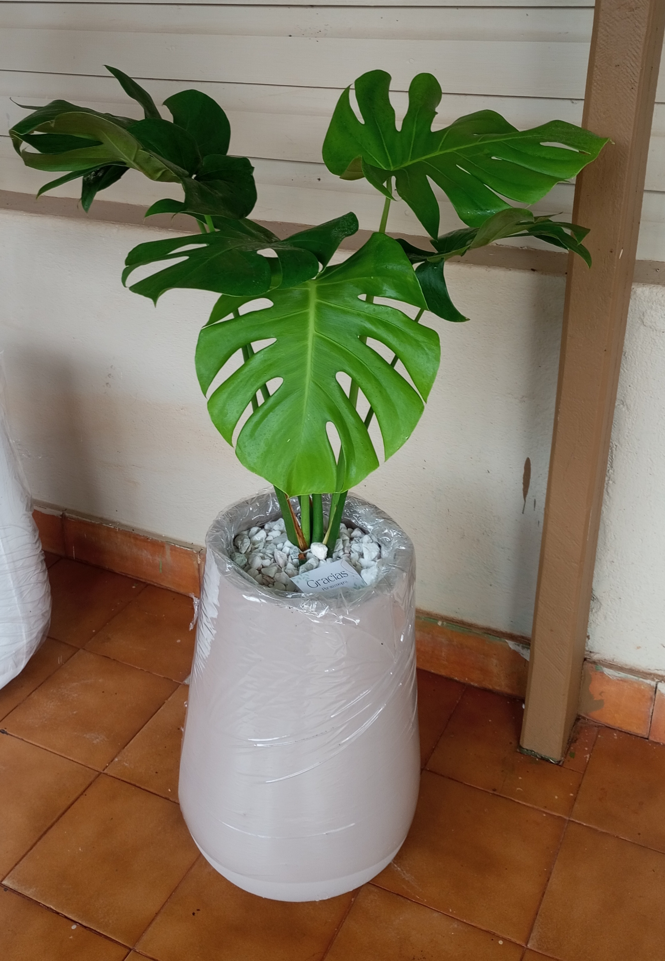 Maceta con monstera en beige